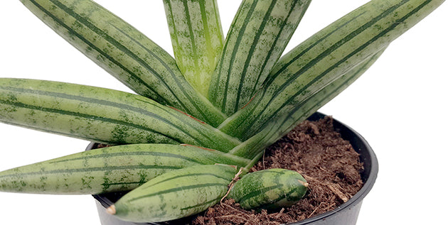 Sansevieria &