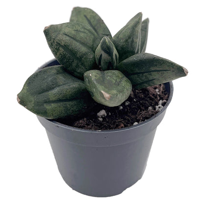 Sansevieria ‘Pyramid crown&