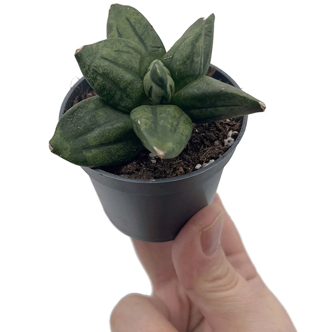 Sansevieria ‘Pyramid crown&