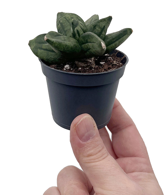 Sansevieria ‘Pyramid crown&