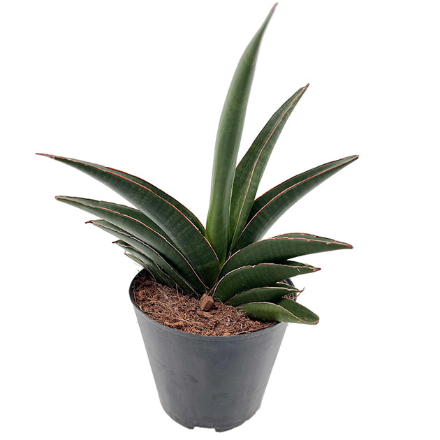 Sansevieria ehrenbergii &