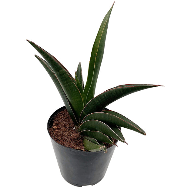 Sansevieria ehrenbergii 'Samurai' – kompakter Bogenhanf – Fangblatt GmbH