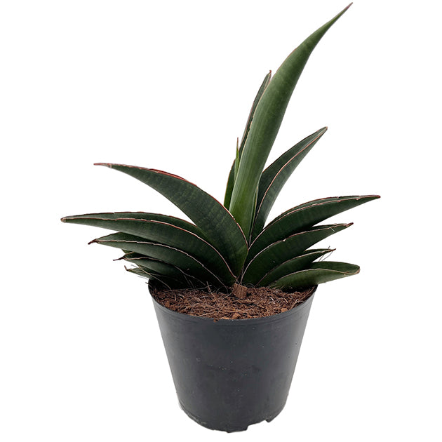 Sansevieria ehrenbergii 'Samurai' – kompakter Bogenhanf – Fangblatt GmbH