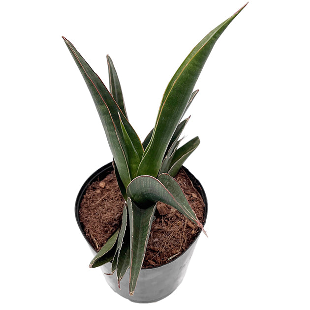 Sansevieria ehrenbergii 'Samurai' – kompakter Bogenhanf – Fangblatt GmbH