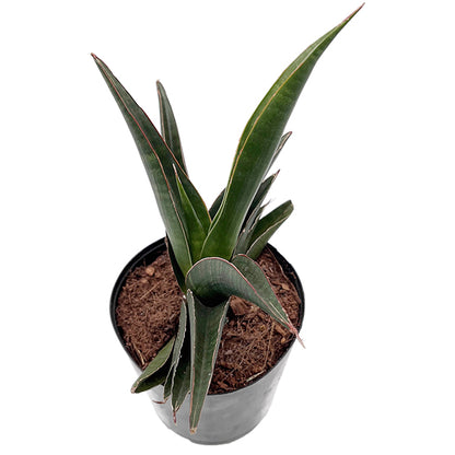 Sansevieria ehrenbergii &