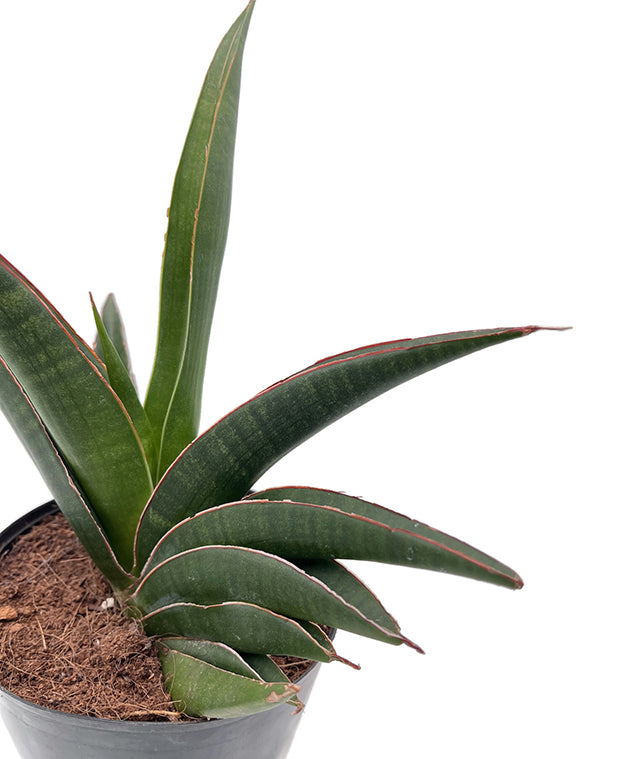 Sansevieria ehrenbergii &