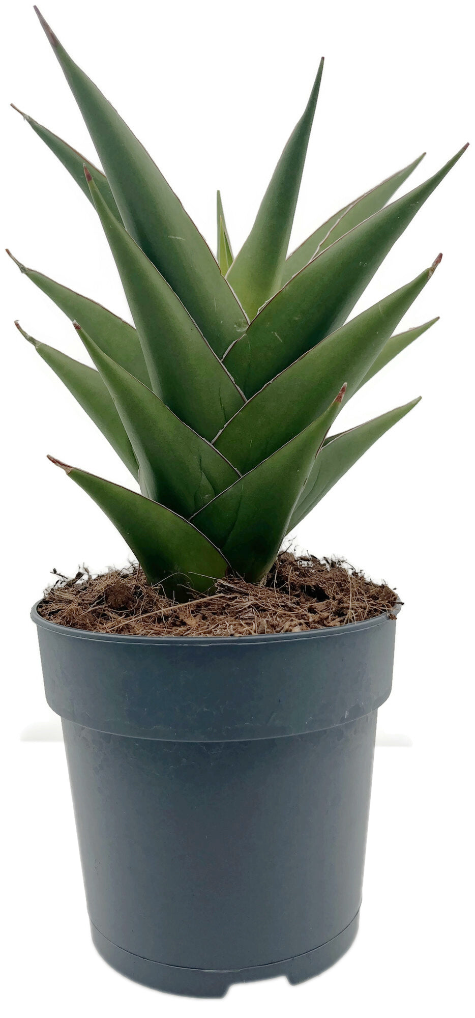 Sansevieria Temple Crown - moderner Bogenhanf