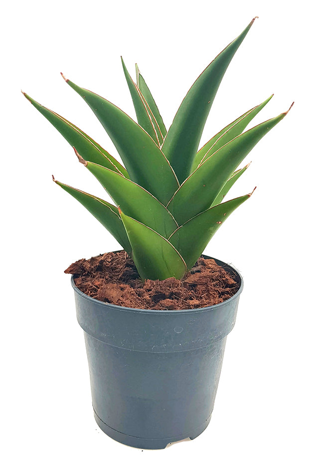 Sansevieria Temple Crown - moderner Bogenhanf