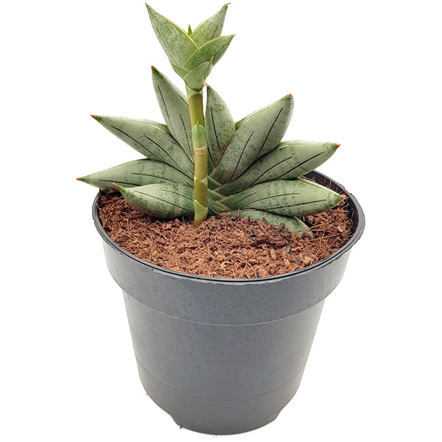 Sansevieria cylindrica &
