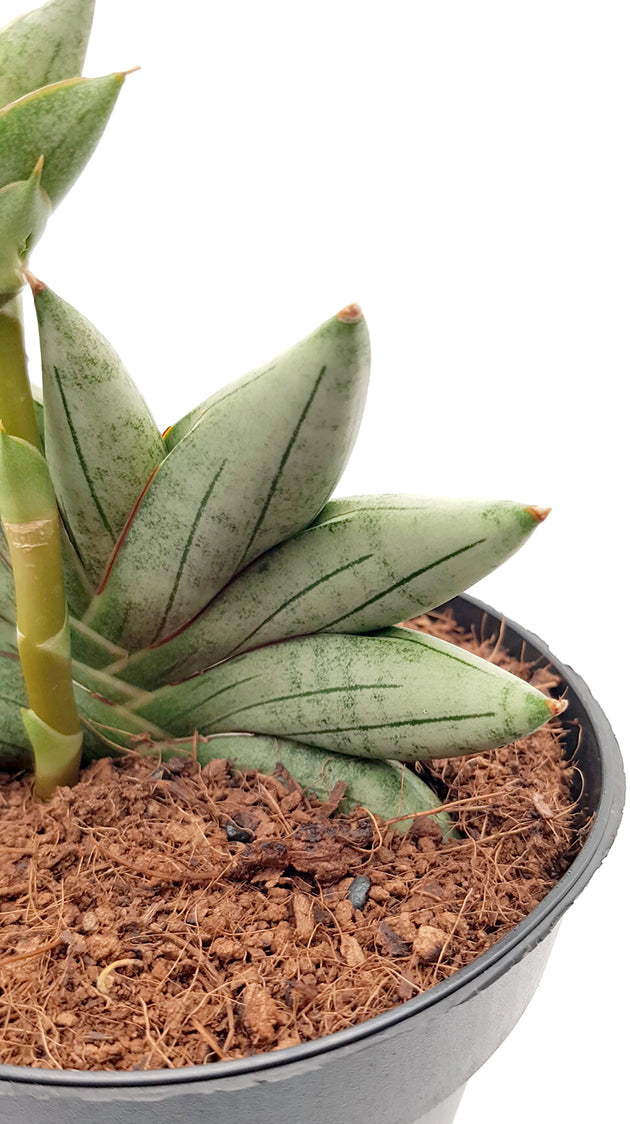 Sansevieria cylindrica &
