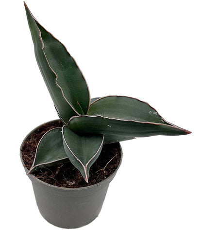 Sansevieria ehrenbergii &
