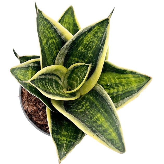 Sansevieria hahnii "Superstar" - bunter Bogenhanf