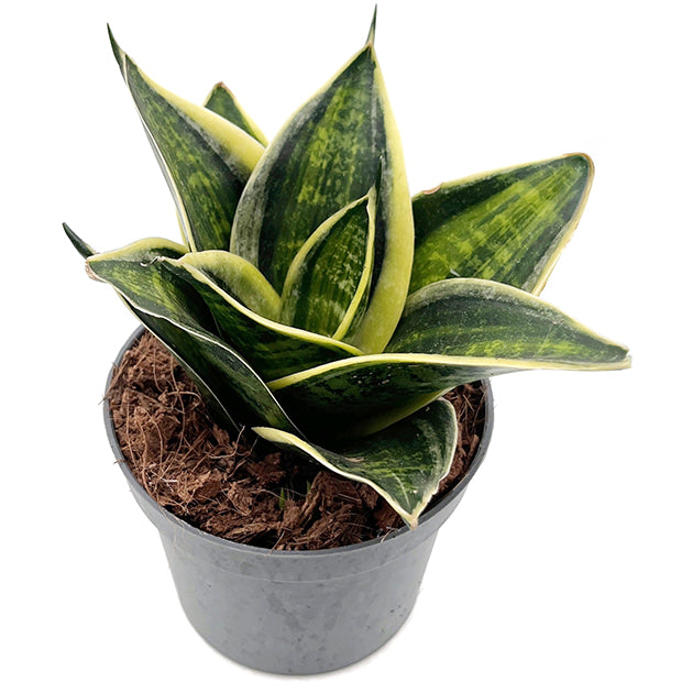 Sansevieria hahnii "Superstar" - bunter Bogenhanf