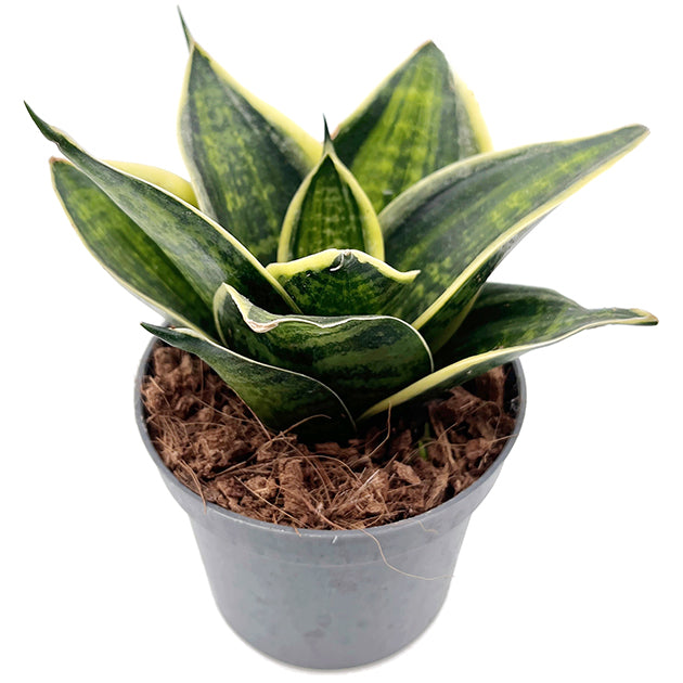 Sansevieria hahnii "Superstar" - bunter Bogenhanf