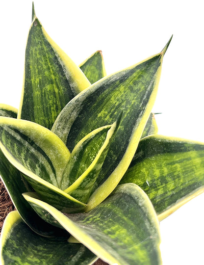 Sansevieria hahnii "Superstar" - bunter Bogenhanf