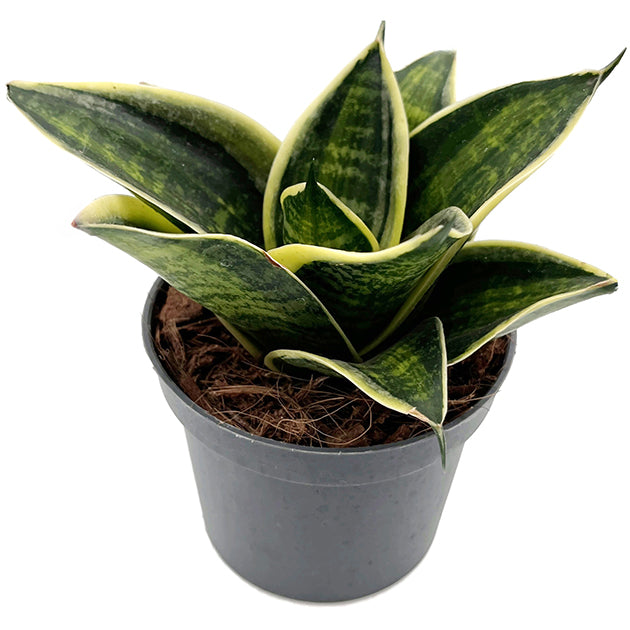 Sanseveria hahnii - Bogenhanf Quartett