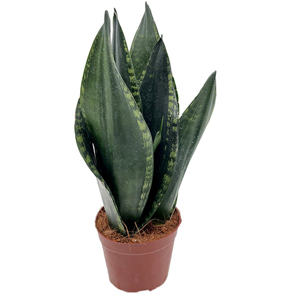 Sansevieria 'Silver Flame'