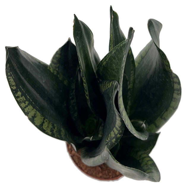 Sansevieria &