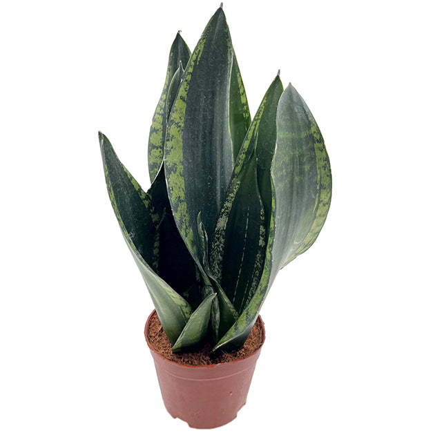 Sansevieria &