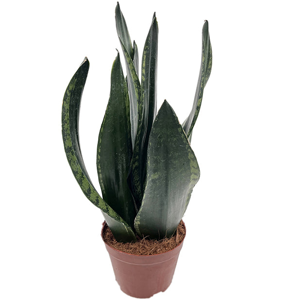 Sansevieria &