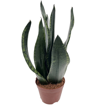 Sansevieria &