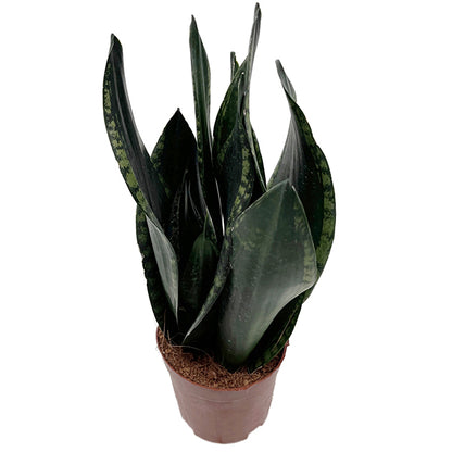 Sansevieria &