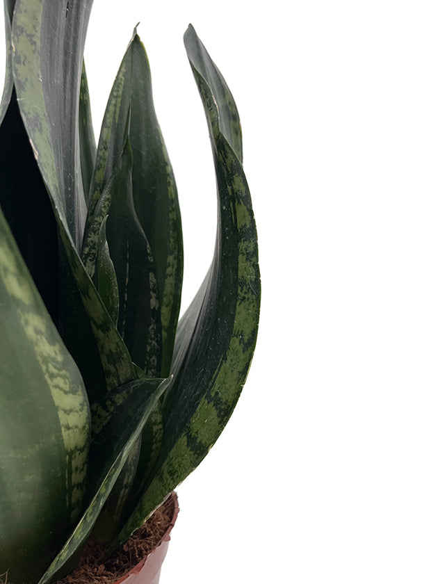 Sansevieria &