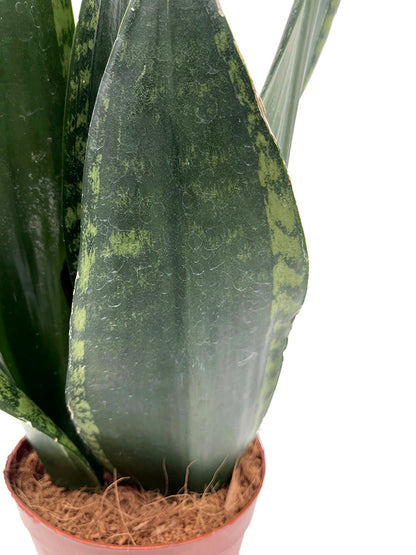 Sansevieria &
