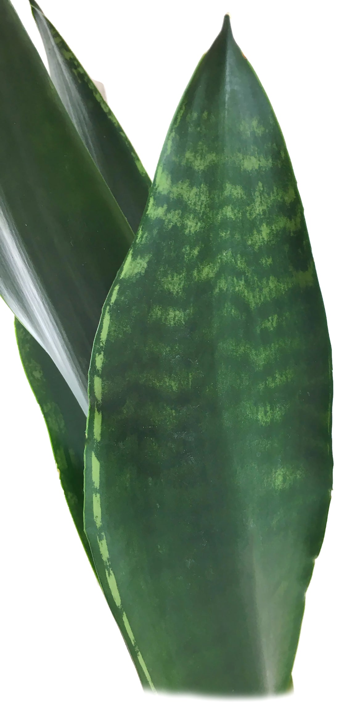 Sansevieria &