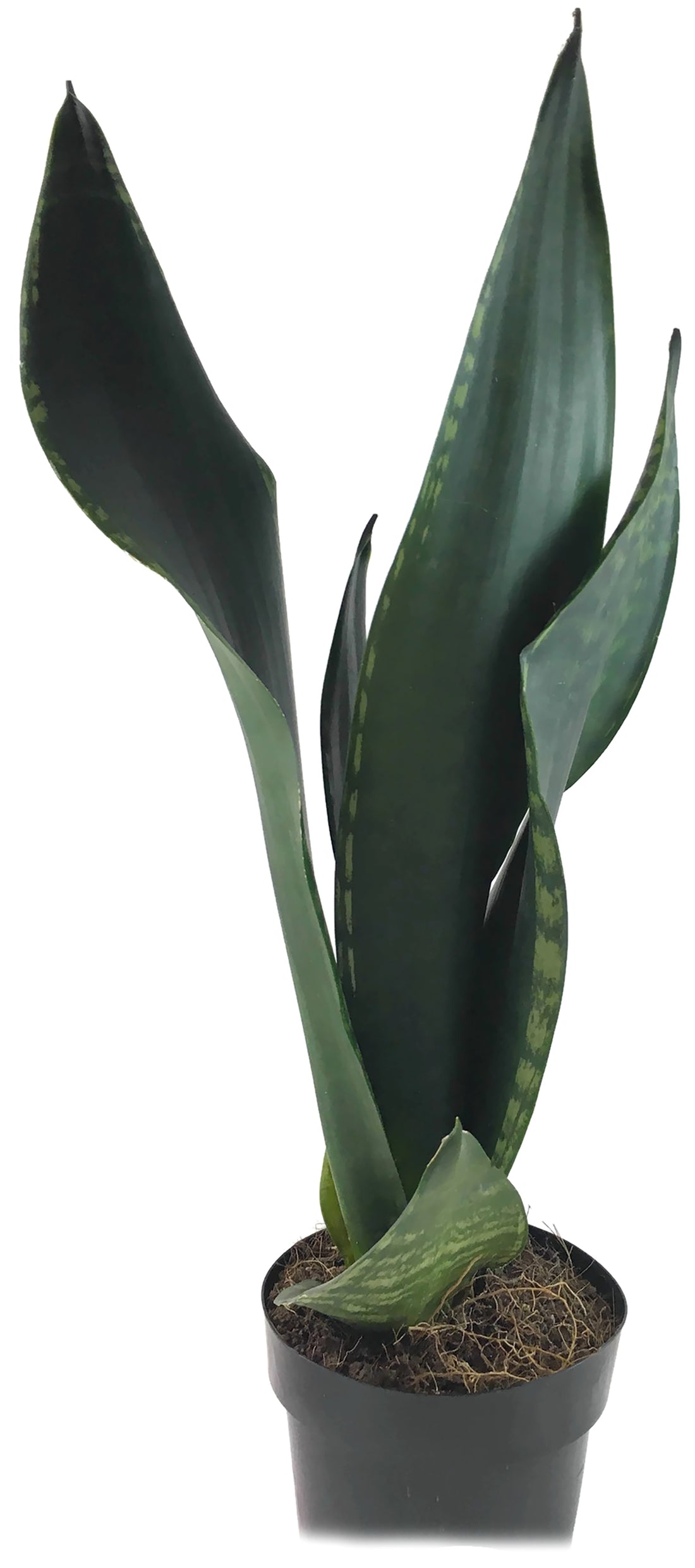 Sansevieria &