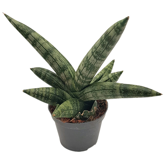 Sansevieria 3er Set - Bogenhanf