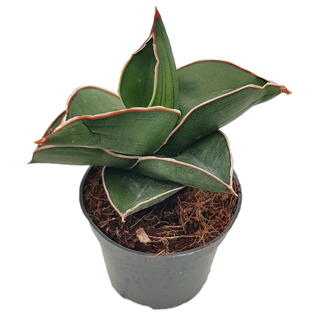 Sansevieria 3er Set - Bogenhanf