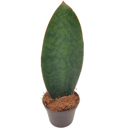 Sansevieria 3er Set - Bogenhanf