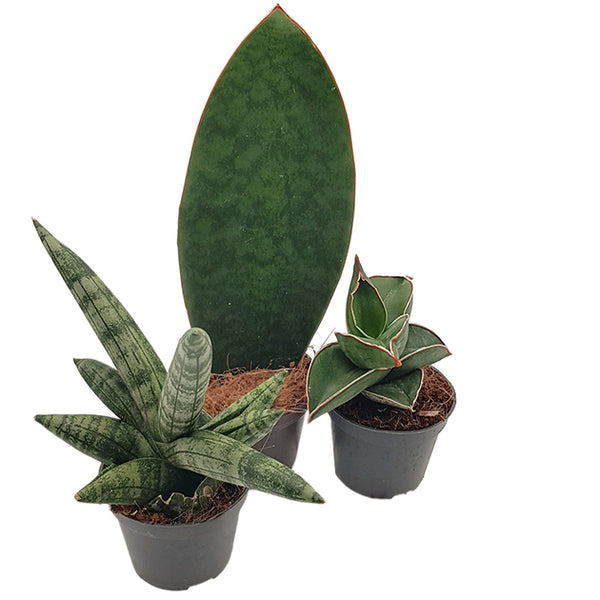 Sansevieria 3er Set
