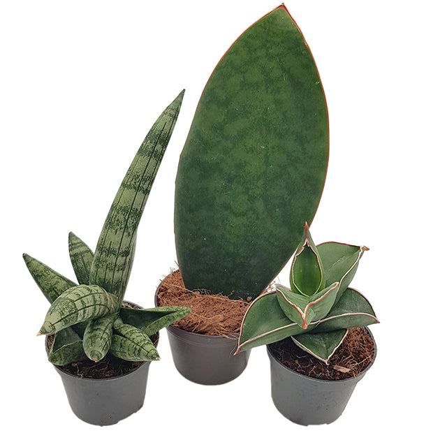 Sansevieria 3er Set