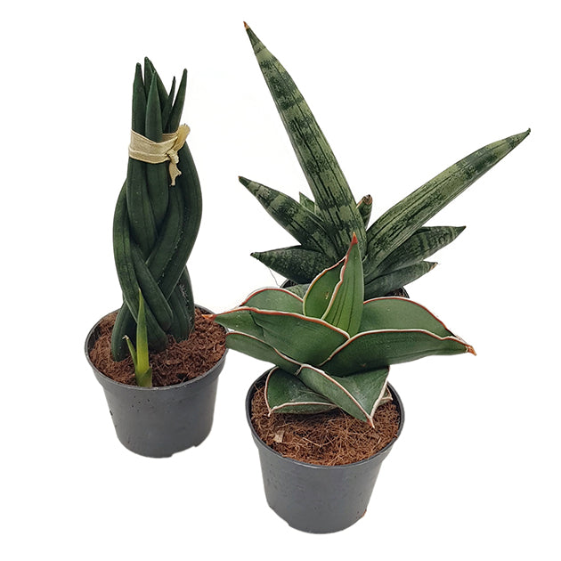 Sansevieria 3er Set - Bogenhanf