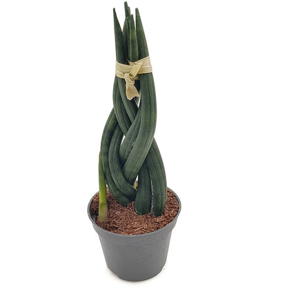 Sansevieria 3er Set - Bogenhanf