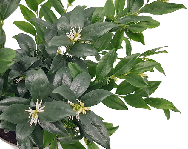 Sarcococca confusa - duftende Himalaya Schleimbeere