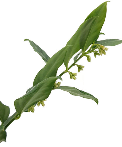 Sarcococca confusa - duftende Himalaya Schleimbeere