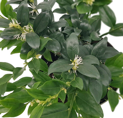 Sarcococca confusa - duftende Himalaya Schleimbeere