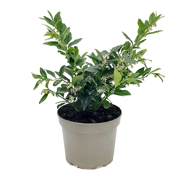 Sarcococca confusa - duftende Himalaya Schleimbeere