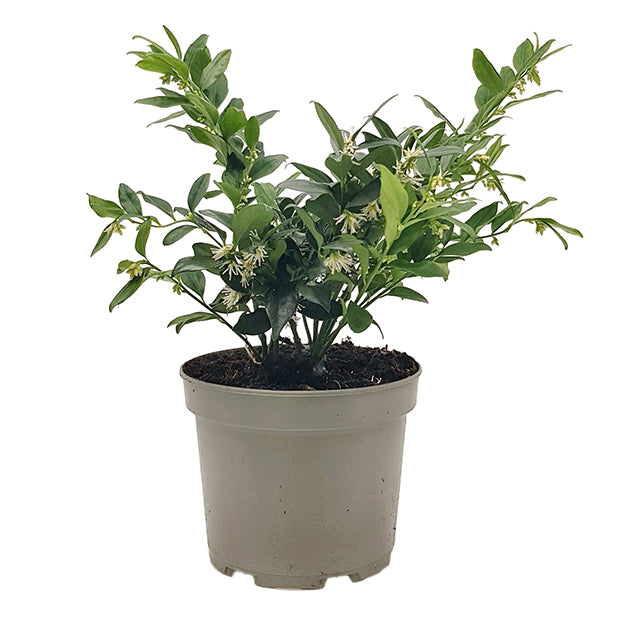 Sarcococca confusa - duftende Himalaya Schleimbeere