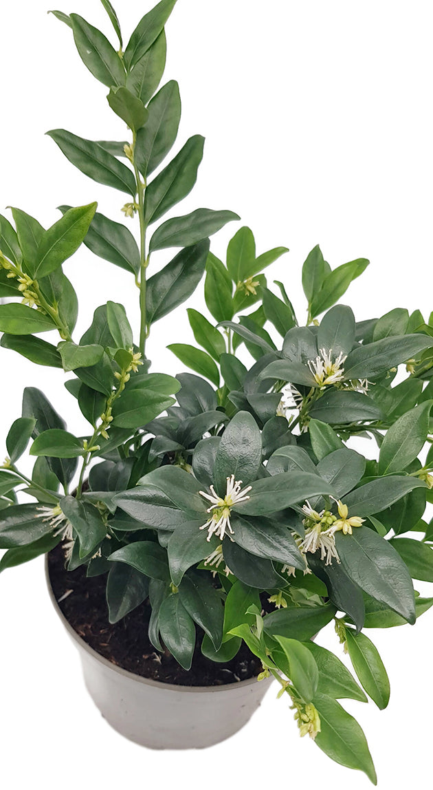 Sarcococca confusa - duftende Himalaya Schleimbeere