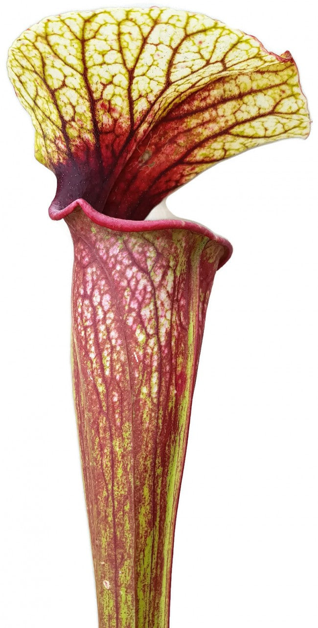 Sarracenia &quot;Cyclops&quot;