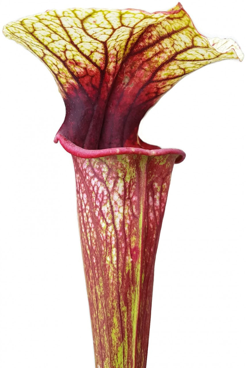 Sarracenia &quot;Cyclops&quot;