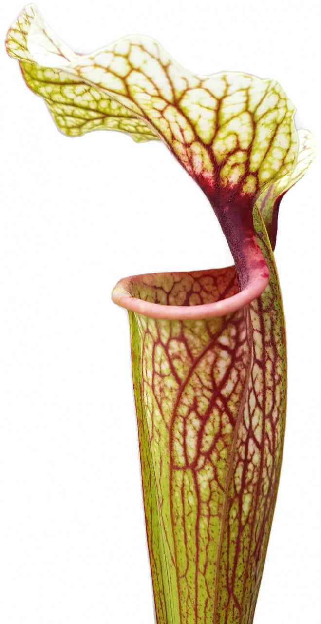 Sarracenia &quot;Cyclops&quot;