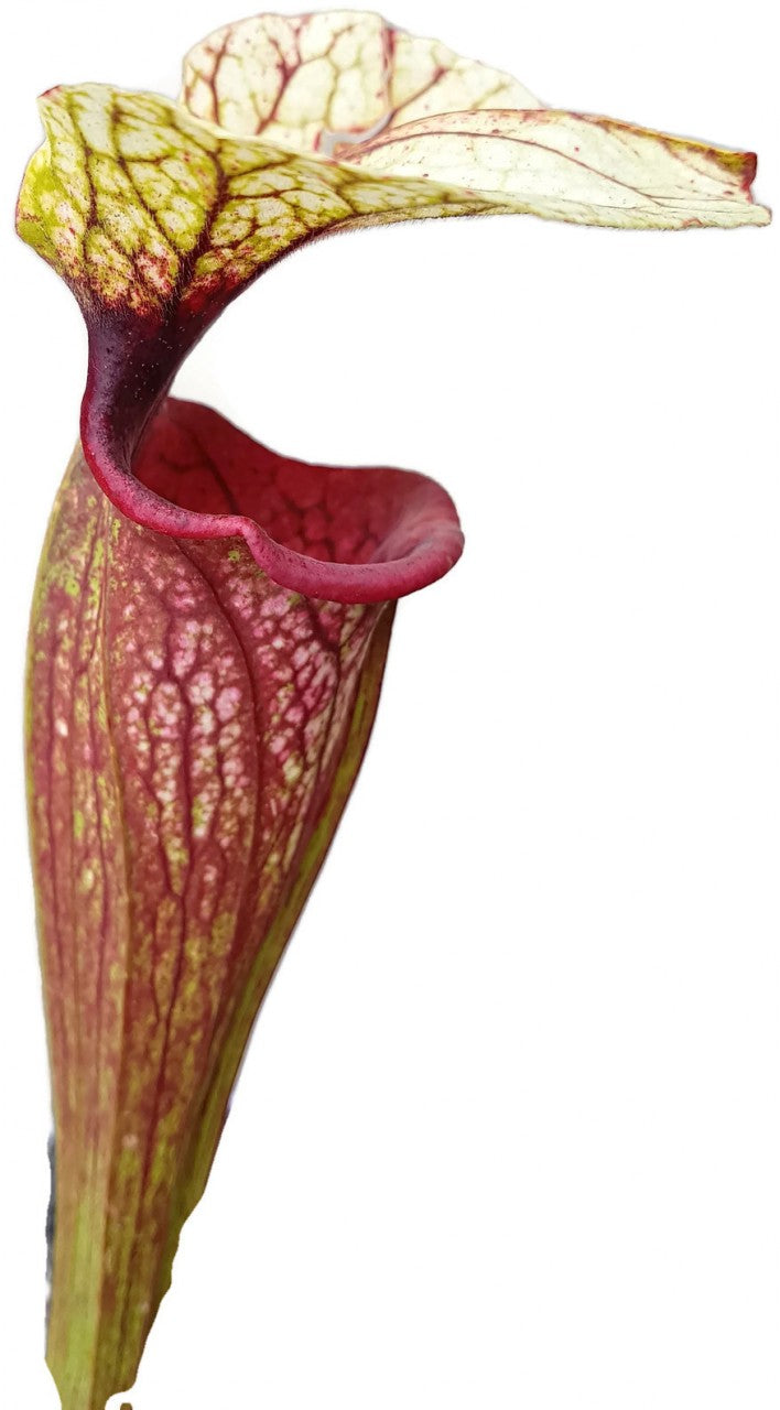 Sarracenia &quot;Cyclops&quot;