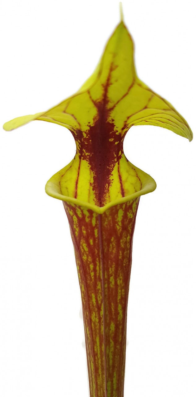 Sarracenia Flava var. Rubricorpora