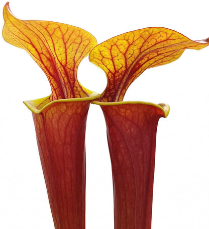 Sarracenia Flava var. Rubricorpora - &quot;Burgundy&quot; MK F26