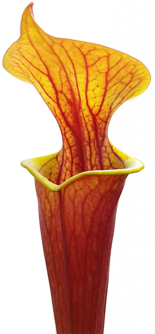 Sarracenia Flava var. Rubricorpora - &quot;Burgundy&quot; MK F26